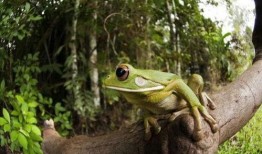 口水蛙吃瓜视频大全免费观看,免费观看视频大全，笑料横生！